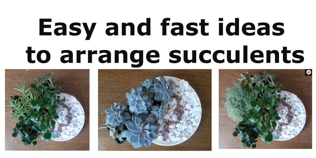 Succulents and inspiration